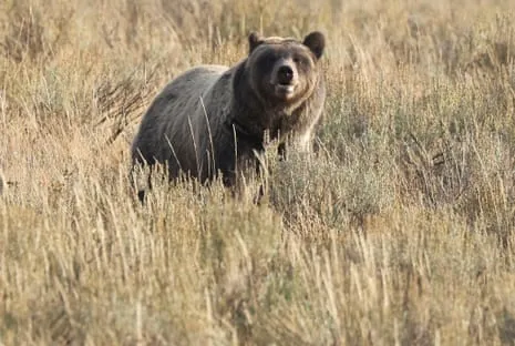 Hiker Assaulted by Grizzly in Yellowstone Flown to Trauma Center